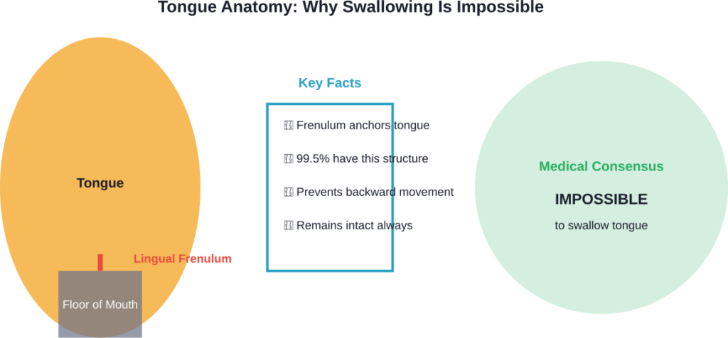 Anatomical illustration showing the lingual frenulum that prevents tongue swallowing