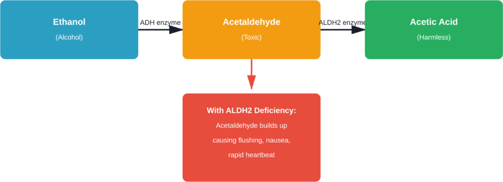 How alcohol metabolism works normally versus with ALDH2 deficiency