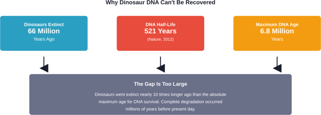 Timeline comparison showing why dinosaur DNA cannot exist in recoverable form based on established degradation rates.
