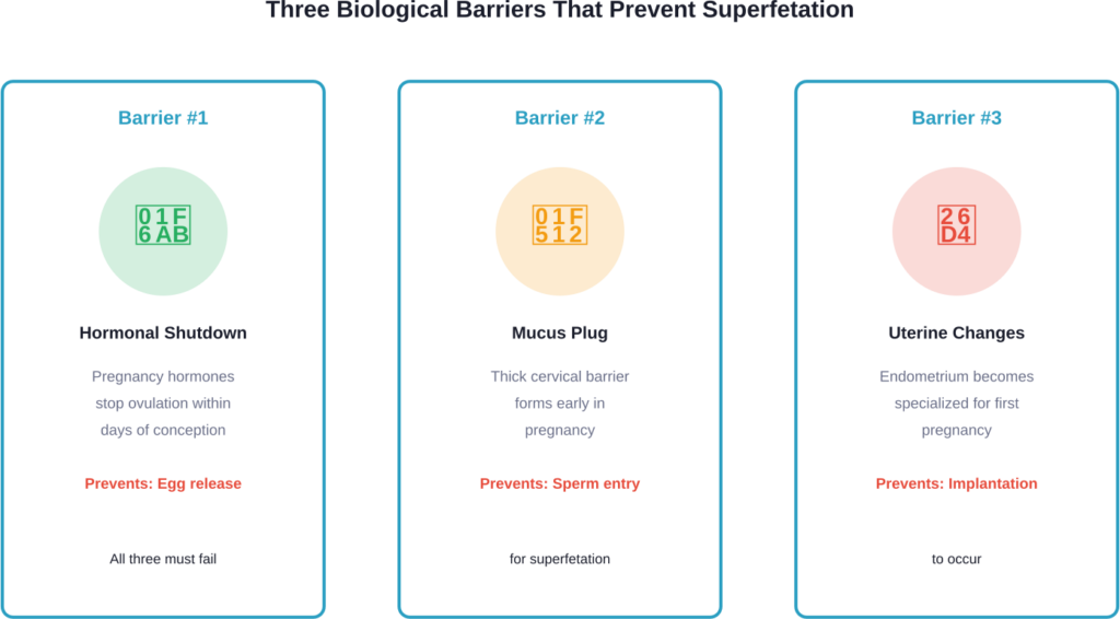 The three main biological mechanisms that make getting pregnant while already pregnant nearly impossible in humans.
