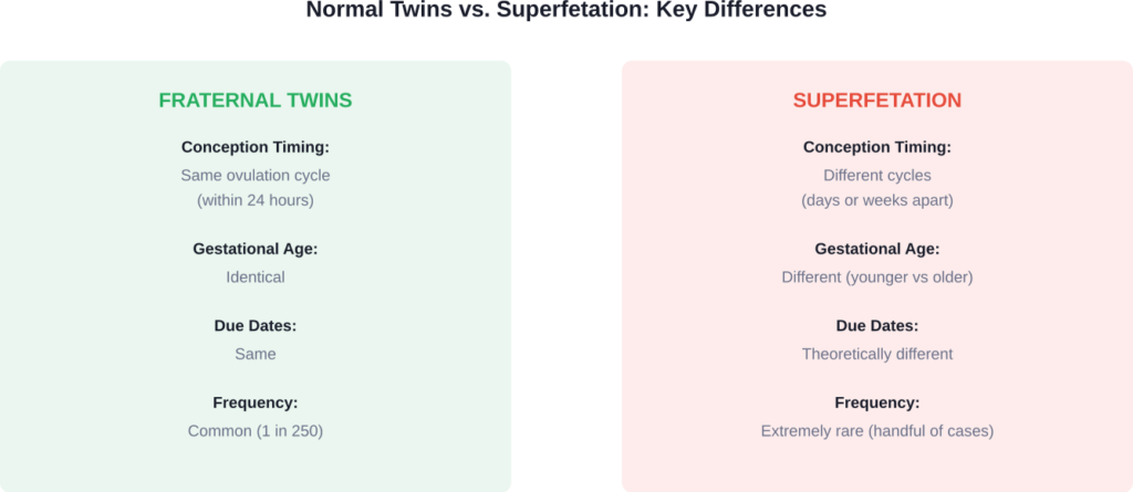 Comparison showing how superfetation differs from standard fraternal twin conception.