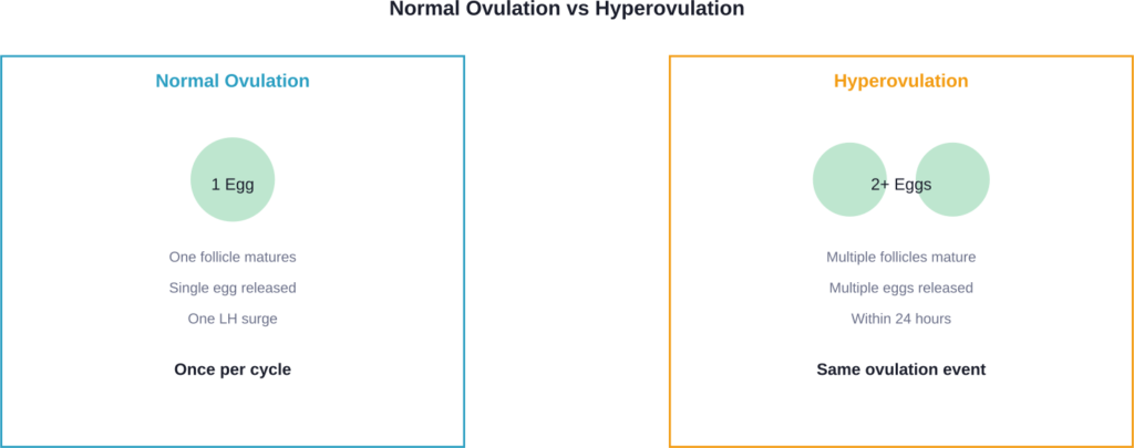 Comparison of normal ovulation versus hyperovulation showing timing and egg release patterns