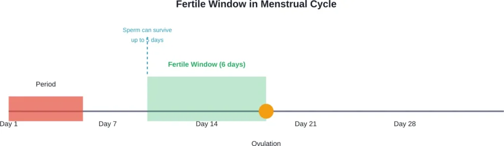 The fertile window extends approximately 5 days before ovulation through 1 day after, based on sperm survival and egg viability.