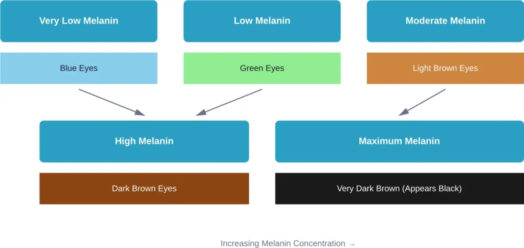 Melanin concentration spectrum from blue eyes to very dark brown eyes that appear black
