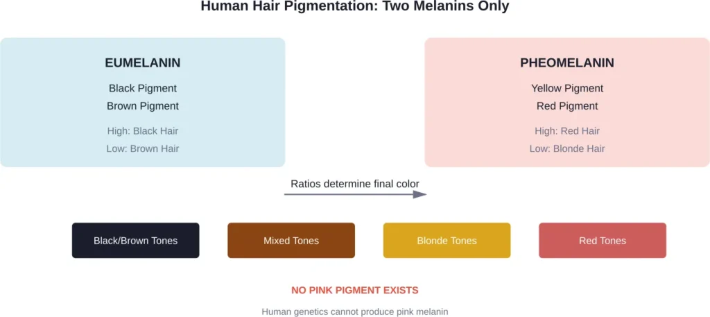 The two melanin types that determine all natural human hair colors, from black to red—but never pink
