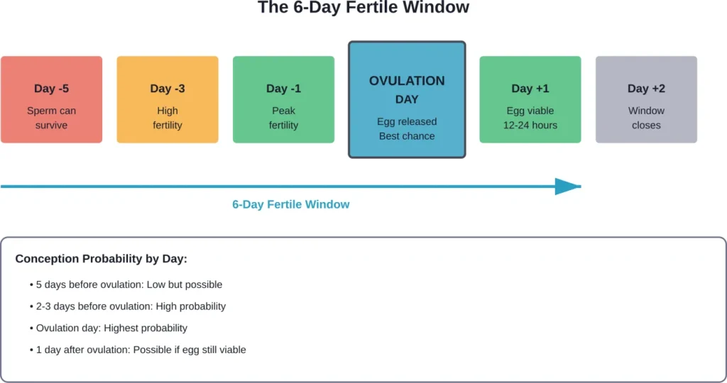 The fertile window spans approximately 6 days, with highest conception probability on ovulation day and the 2-3 days before.
