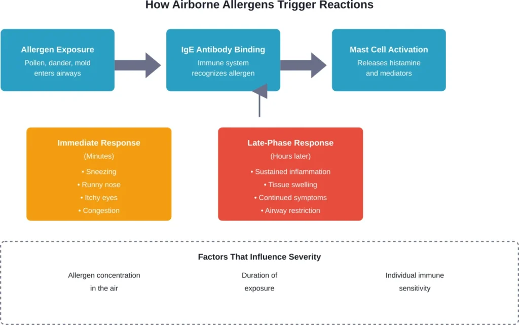 The biological cascade from allergen exposure to allergic symptoms involves both immediate and delayed immune responses