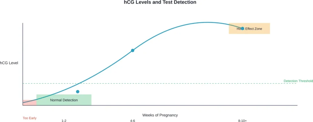 hCG levels rise rapidly in early pregnancy but can become too high for standard tests to detect accurately after 8-10 weeks, causing the hook effect.