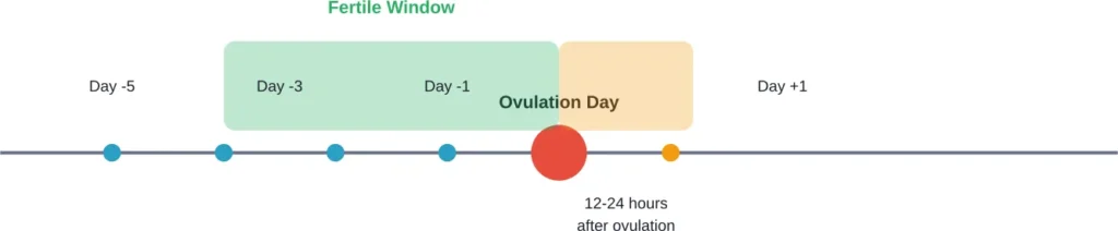 The fertile window spans six days, with highest conception chances before ovulation due to sperm survival time.
