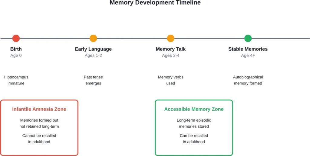 The transition from infantile amnesia to stable autobiographical memory occurs between ages 3-4, coinciding with language development milestones.
