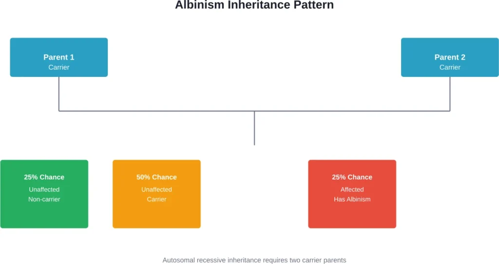 When both parents carry an albinism gene, each child has a 25% chance of being born with the condition, resulting in white or very light hair from birth.