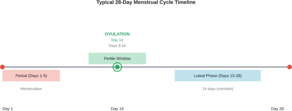 Standard menstrual cycle showing menstruation, ovulation, and the luteal phase timing