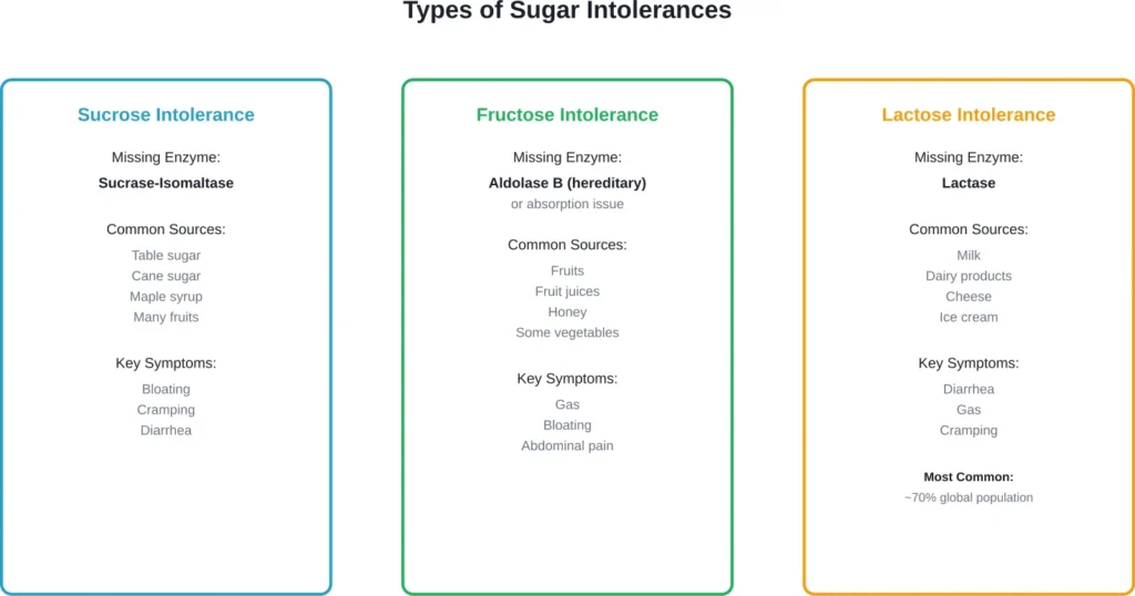 The three main types of sugar intolerances differ in the enzyme deficiency, food sources, and symptom patterns they create.