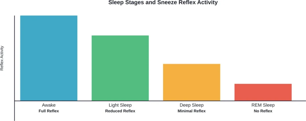 Sneeze reflex activity decreases progressively through sleep stages, becoming completely suppressed during REM sleep.