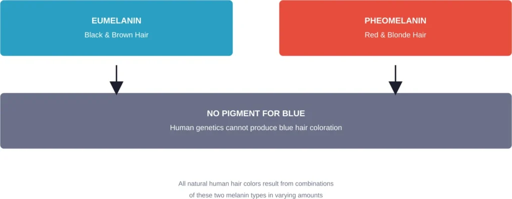 The two melanin types that determine all natural human hair colors