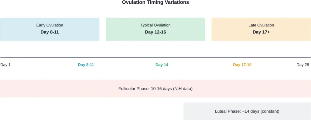 Ovulation timing varies significantly based on follicular phase length, while the luteal phase remains relatively constant at 14 days across most cycles.
