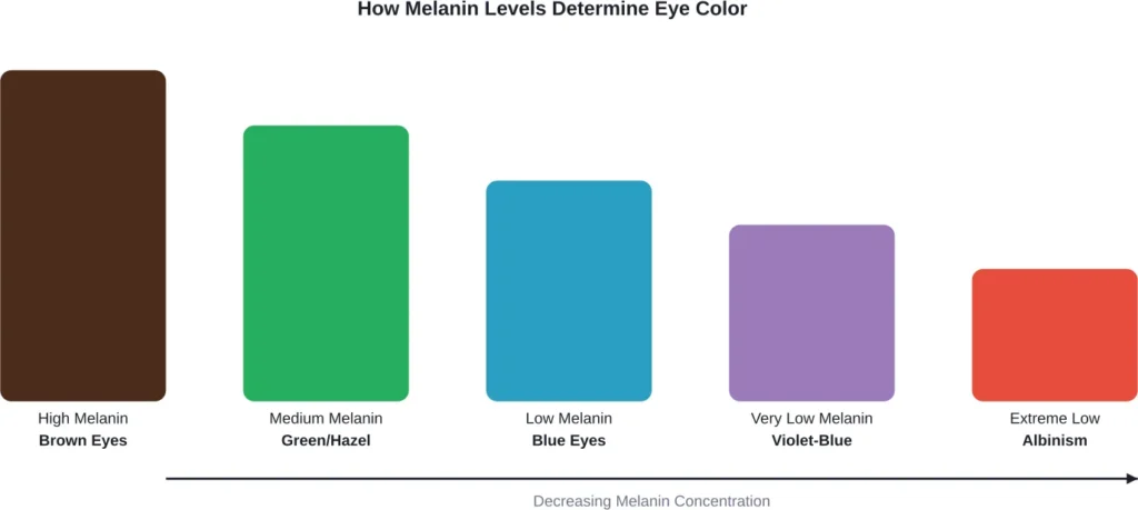 The relationship between melanin concentration in the iris and resulting eye color appearance.