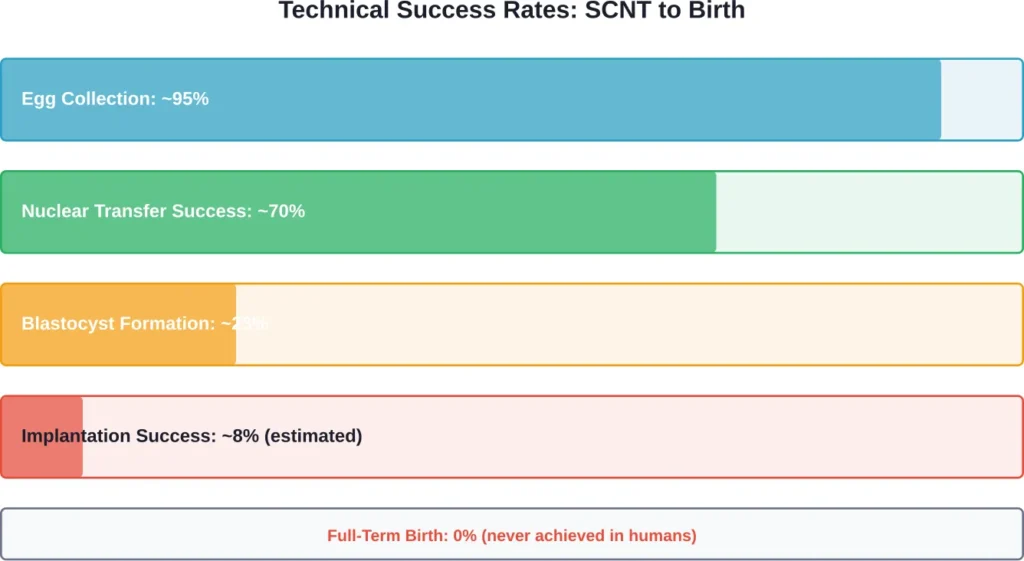 Success rate drop-off at each stage of the human cloning process, based on published research data from SCNT attempts
