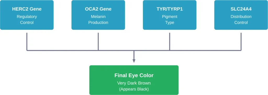 Multiple genes interact to determine final eye color through complex regulatory networks
