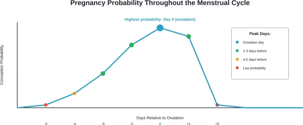 Conception probability peaks on ovulation day and remains high for the 2-3 days before, when sperm can wait for the egg to be released.
