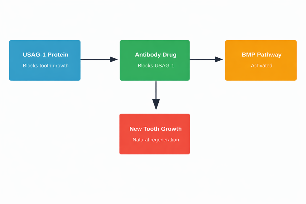 How the USAG-1 blocking drug enables tooth regeneration by activating natural growth pathways