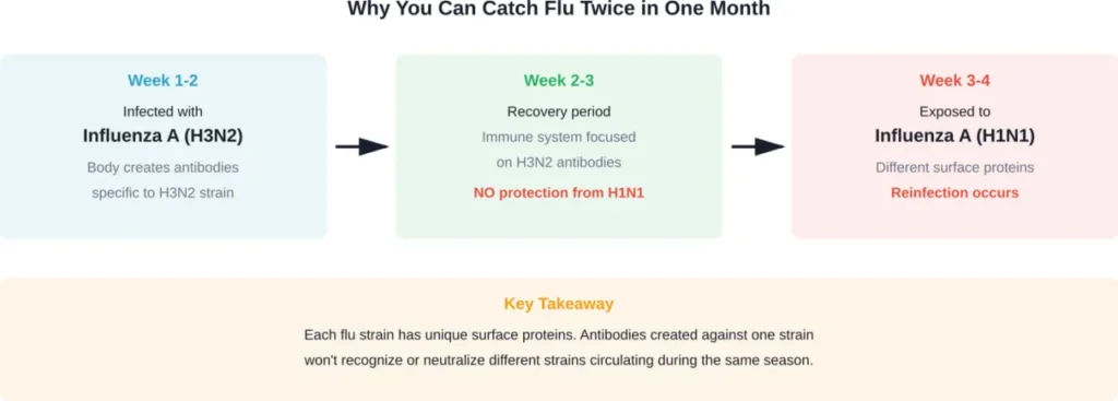 Timeline showing how infection with one flu strain doesn't prevent reinfection from a different strain within the same month.