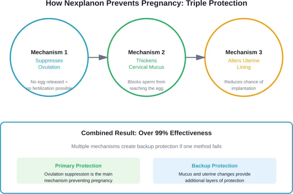 Nexplanon's three-mechanism approach to pregnancy prevention provides multiple layers of protection