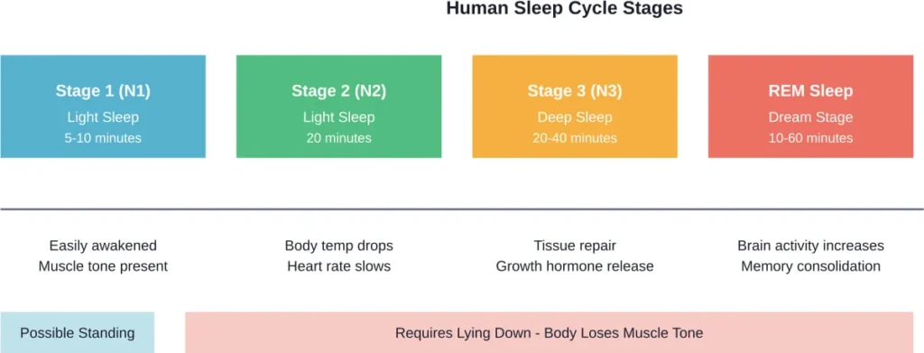The progression of sleep stages and which phases are physically possible while standing versus lying down