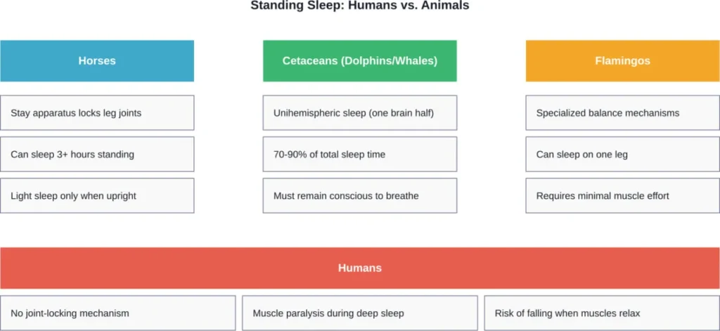 Anatomical and neurological adaptations that allow certain animals to sleep standing, compared to human limitations