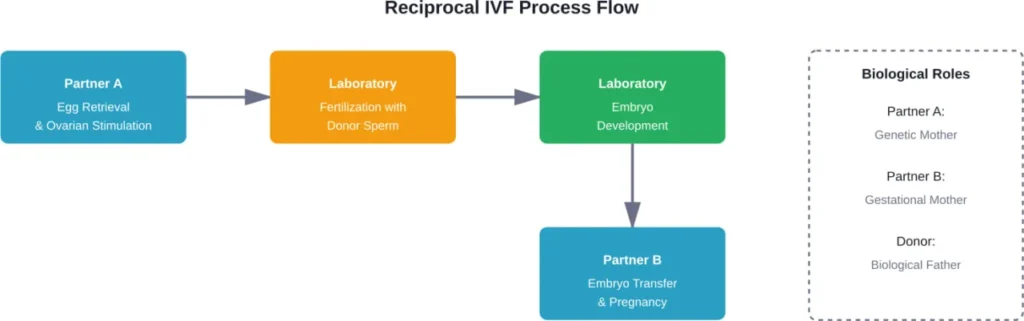 The reciprocal IVF process allows both partners to participate biologically in creating their child