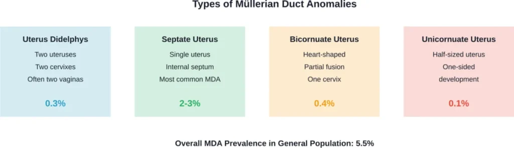 Distribution of Müllerian duct anomaly types showing uterus didelphys as one of the rarest forms