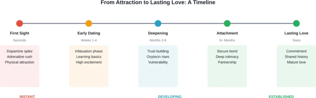 The progression from instant attraction to lasting love requires time for trust, intimacy, and attachment systems to fully develop.