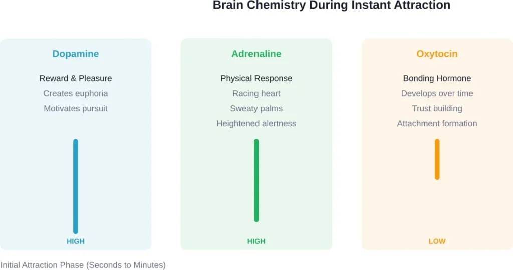 Neurochemical activity during the first moments of attraction shows high dopamine and adrenaline but low oxytocin, which develops through sustained interaction.