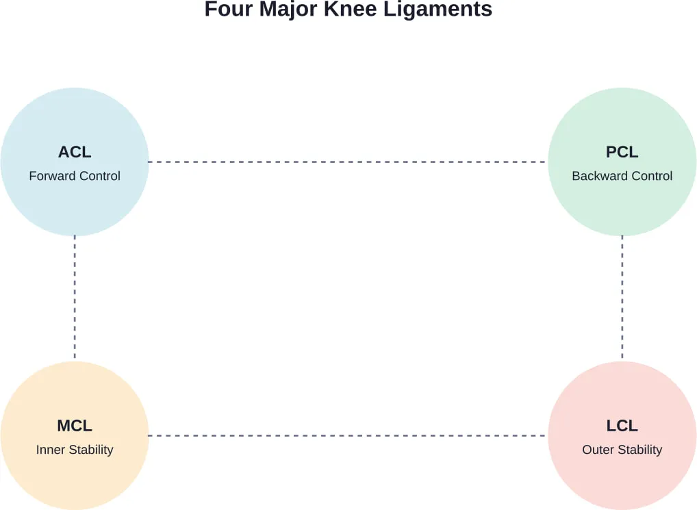 The four primary ligaments that stabilize the knee joint and their directional responsibilities