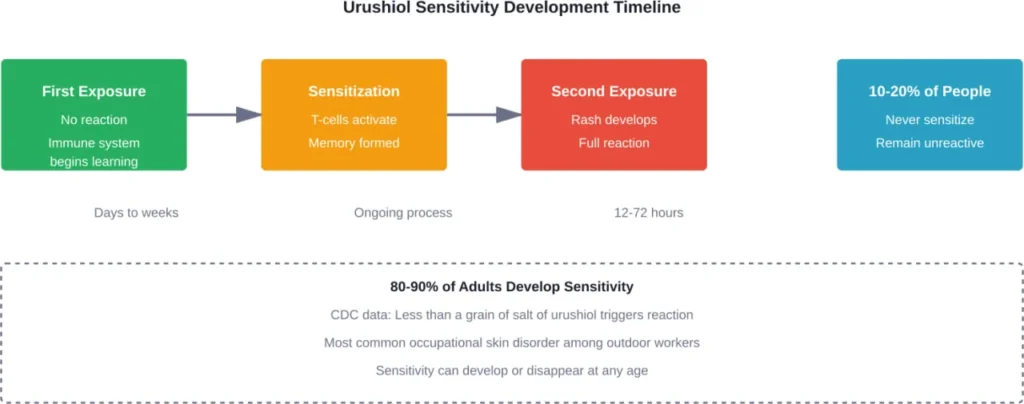 Timeline showing how poison ivy sensitivity develops through repeated urushiol exposure, with most adults eventually becoming reactive.