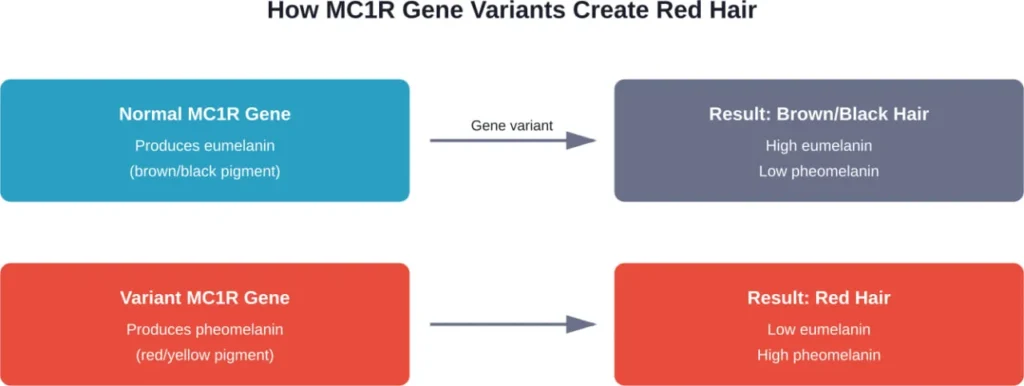The MC1R gene variant pathway that creates red hair pigmentation