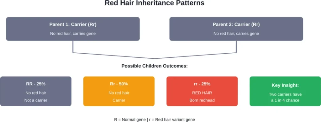 Genetic inheritance pattern showing how two carrier parents can have a redheaded child
