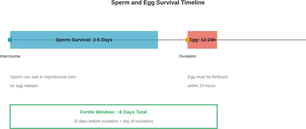 The fertile window extends beyond ovulation day due to sperm survival in the reproductive tract