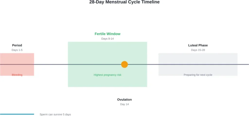 Standard 28-day cycle showing when pregnancy is most likely to occur relative to menstruation