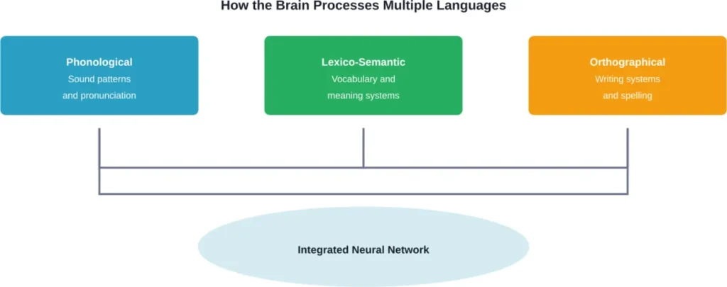 The brain processes multiple languages through interconnected cognitive networks that work simultaneously without interference.