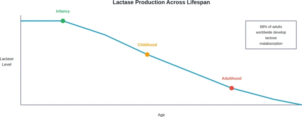 Natural decline in lactase enzyme production from infancy through adulthood, affecting the majority of the global population.