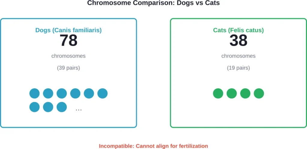 Dogs and cats have drastically different chromosome counts, preventing genetic compatibility during reproduction.