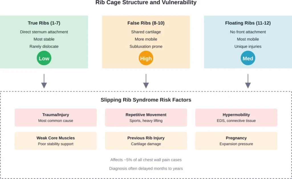 Distribution of rib types and their vulnerability to subluxation, with common risk factors for slipping rib syndrome