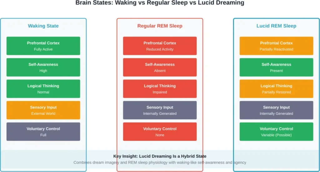 Comparison of brain activity and cognitive features across waking, regular REM sleep, and lucid dreaming states based on neuroscience research.