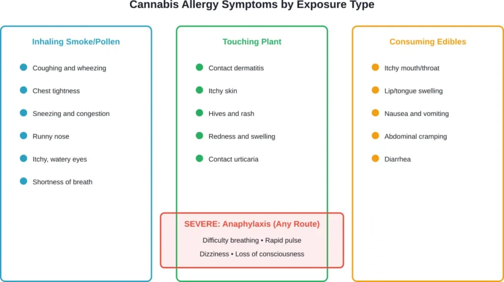 Common cannabis allergy symptoms organized by exposure route, with severe anaphylaxis reactions possible through any form of contact.