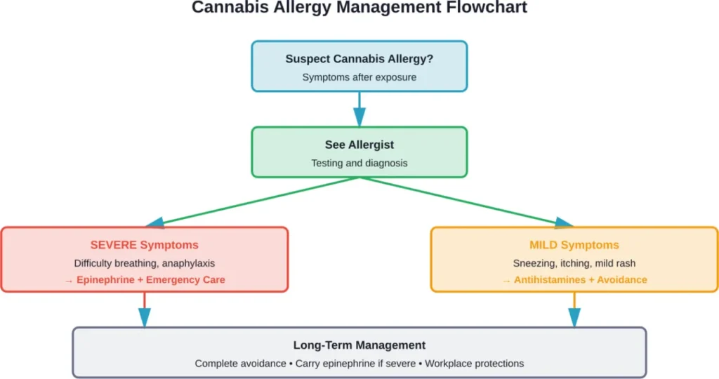 Decision flowchart for managing cannabis allergy from initial symptoms through emergency treatment and long-term avoidance strategies.