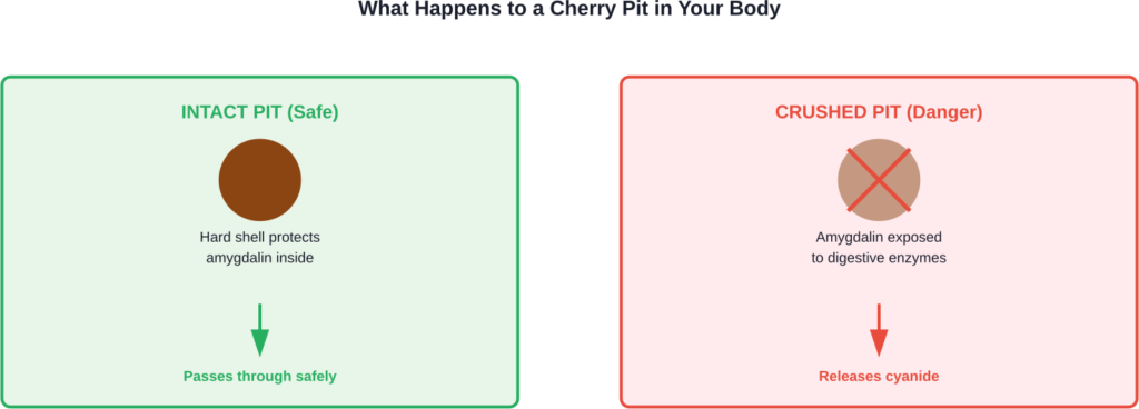 The difference between swallowing an intact versus crushed cherry pit