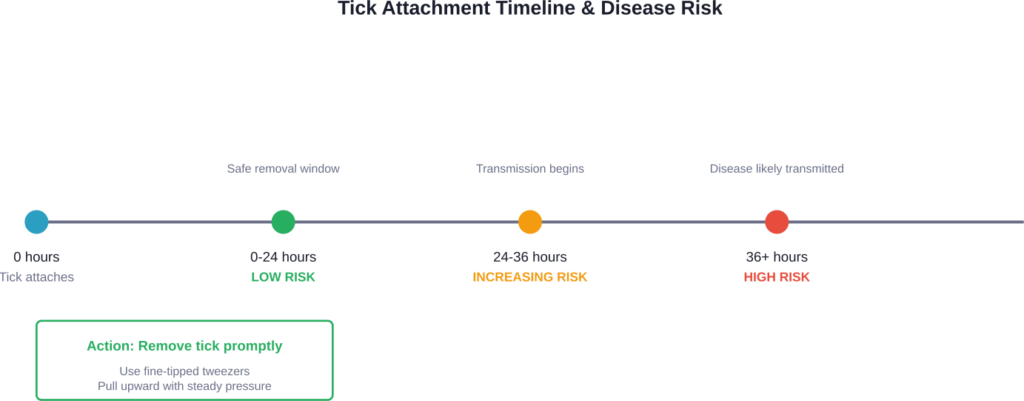 Timeline showing how transmission risk increases with tick attachment duration