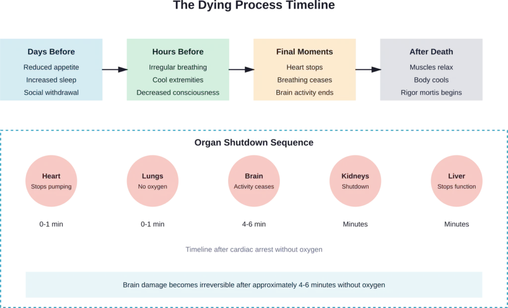 Timeline showing the progression of dying from days before death through organ shutdown sequence