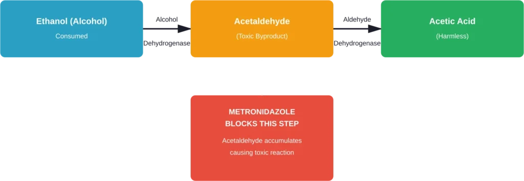 How metronidazole theoretically interferes with alcohol metabolism, leading to acetaldehyde buildup